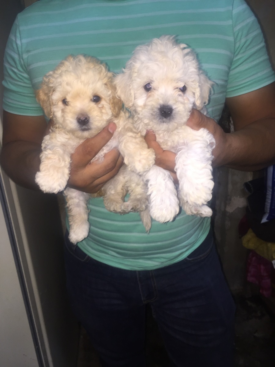 French Poodle Mini Toy Meses sin intereses