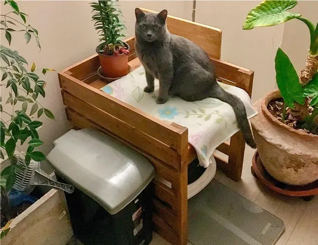 Cama Para Gatos 50x70x60 Cm Madera Pantano Pallet Mercado Libre
