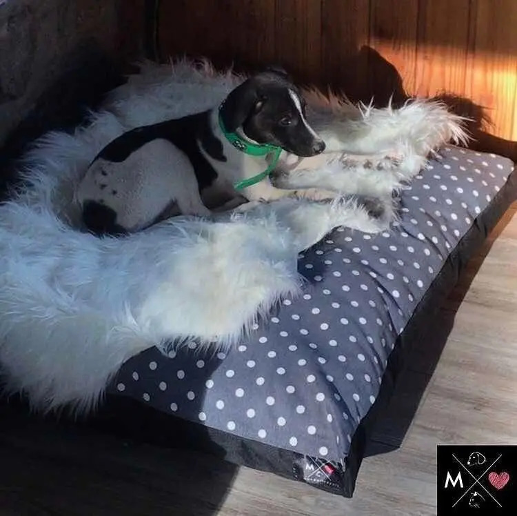 Cama Para Perros Xl Mercado Libre