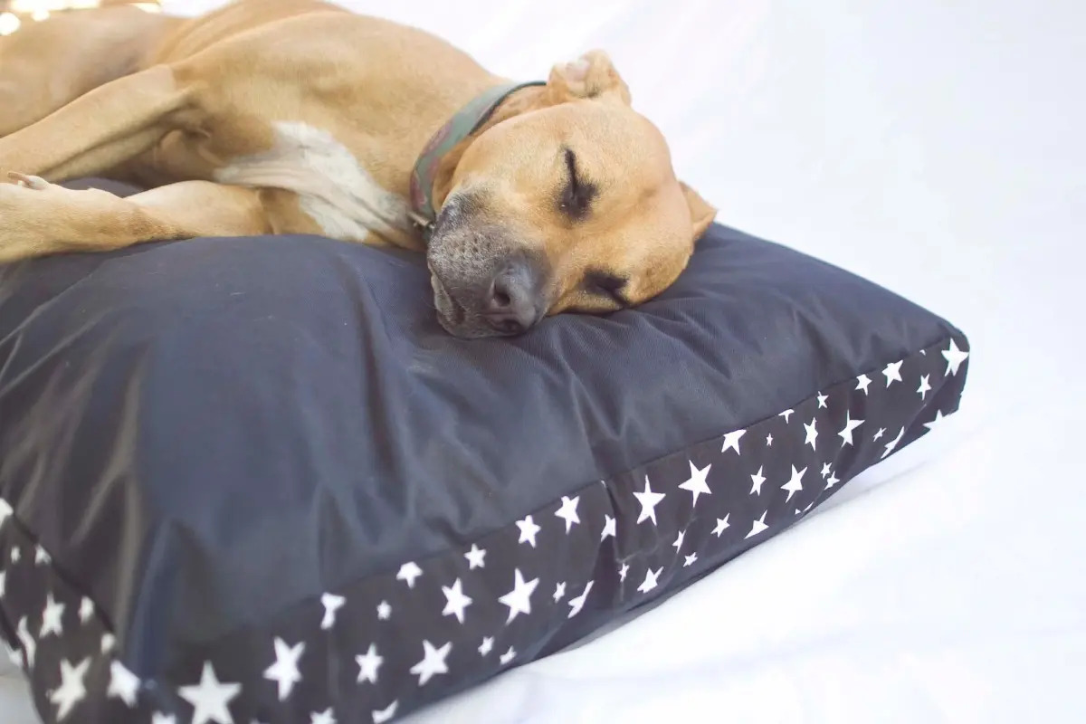Colchon Antidesgarros, Cucha, Cama Para Perros 120 X 65 Mercado Libre