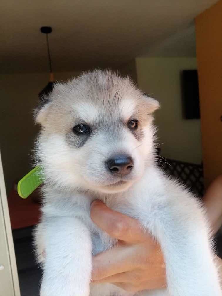 Cachorro Husky Siberiano Mercado Libre