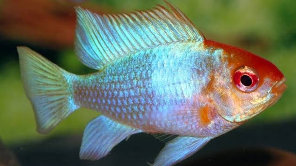 Ramirezi Eletric Blue Koi Casal Lindo ! Mercado Livre
