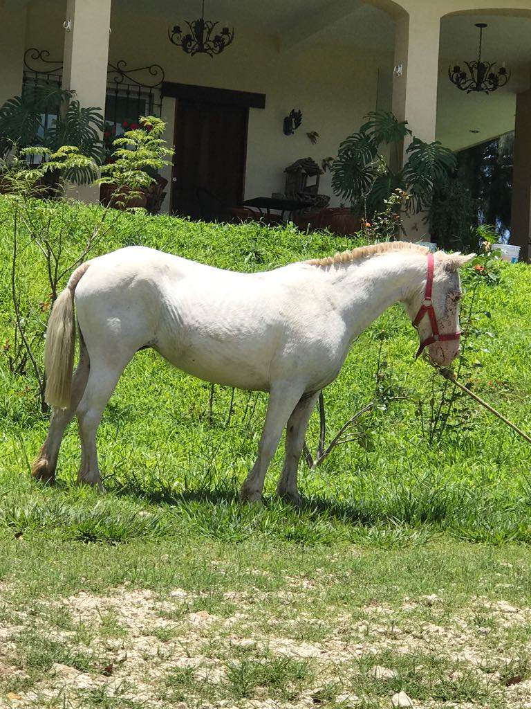 Pony Mercado Libre