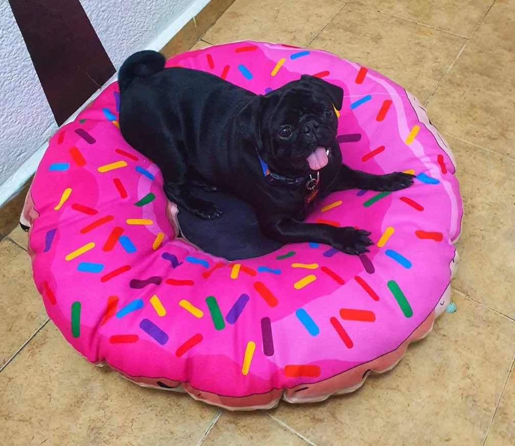 Camas Para Perro ! Chica Hermosas Nuevas! Mercado Libre