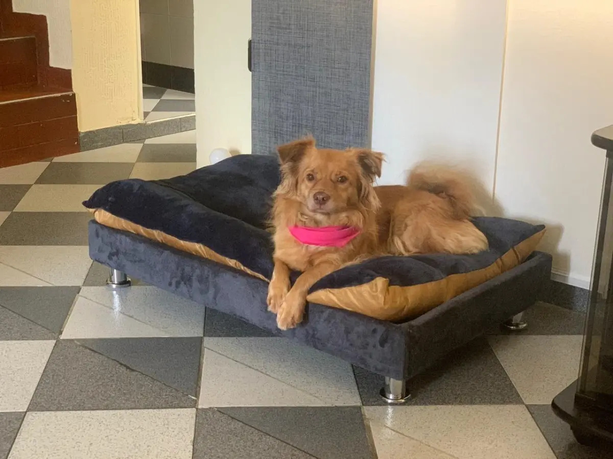 Base Cama + Colchon Para Perros !!! Talla L Mercado Libre