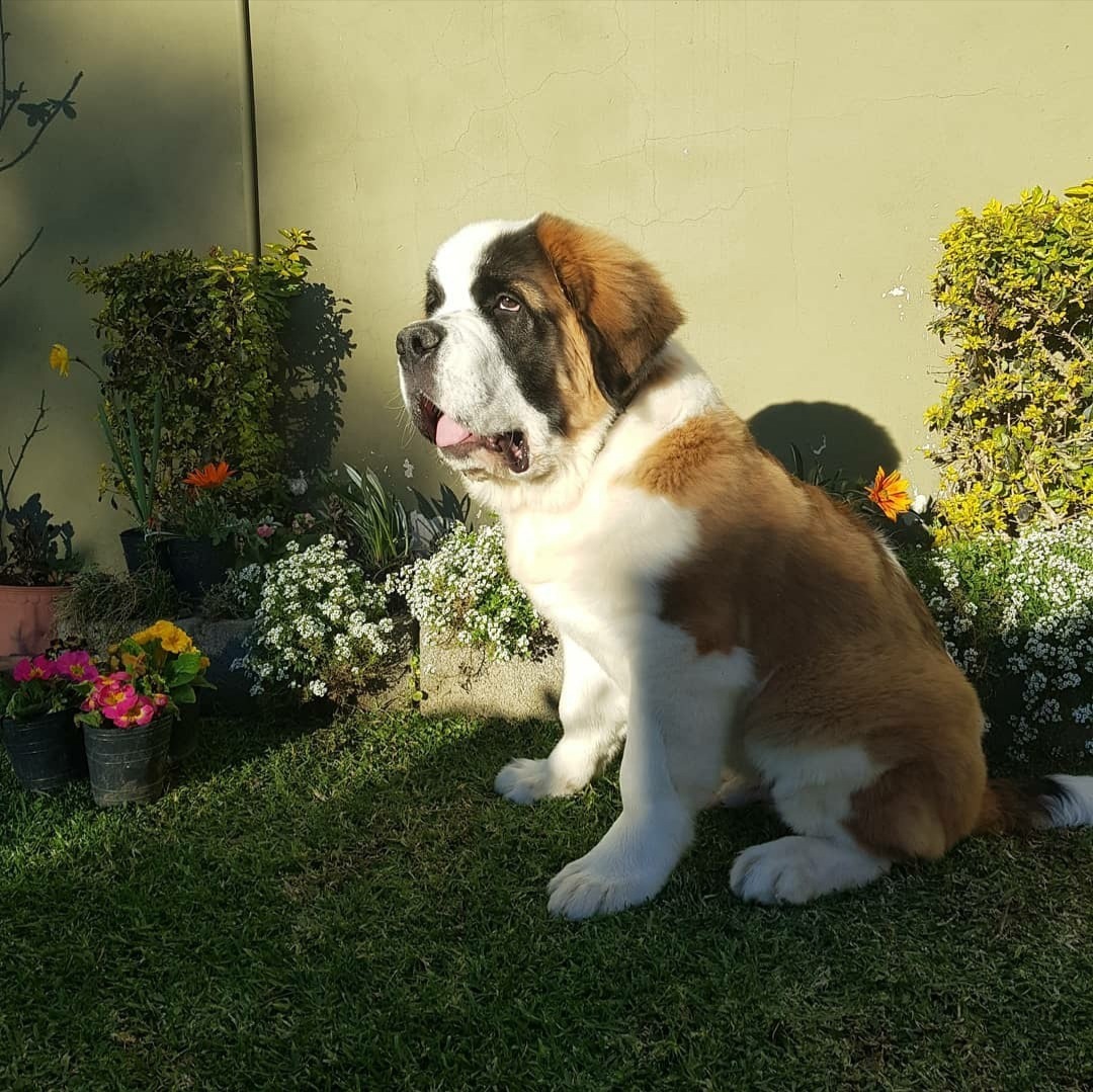 Perro San Bernardo Para Servicio Mercado Libre