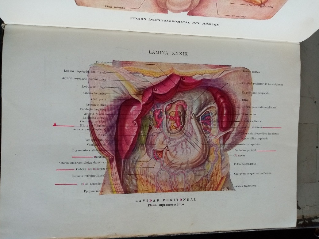 Atlas De Diseccion Por Regiones / L. Testut Mercado Libre