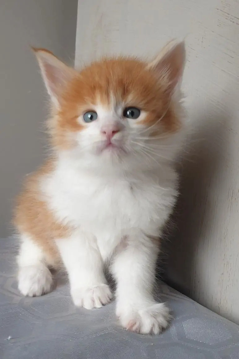 Gatos Maine Coon Para Su Adopción Mercado Libre
