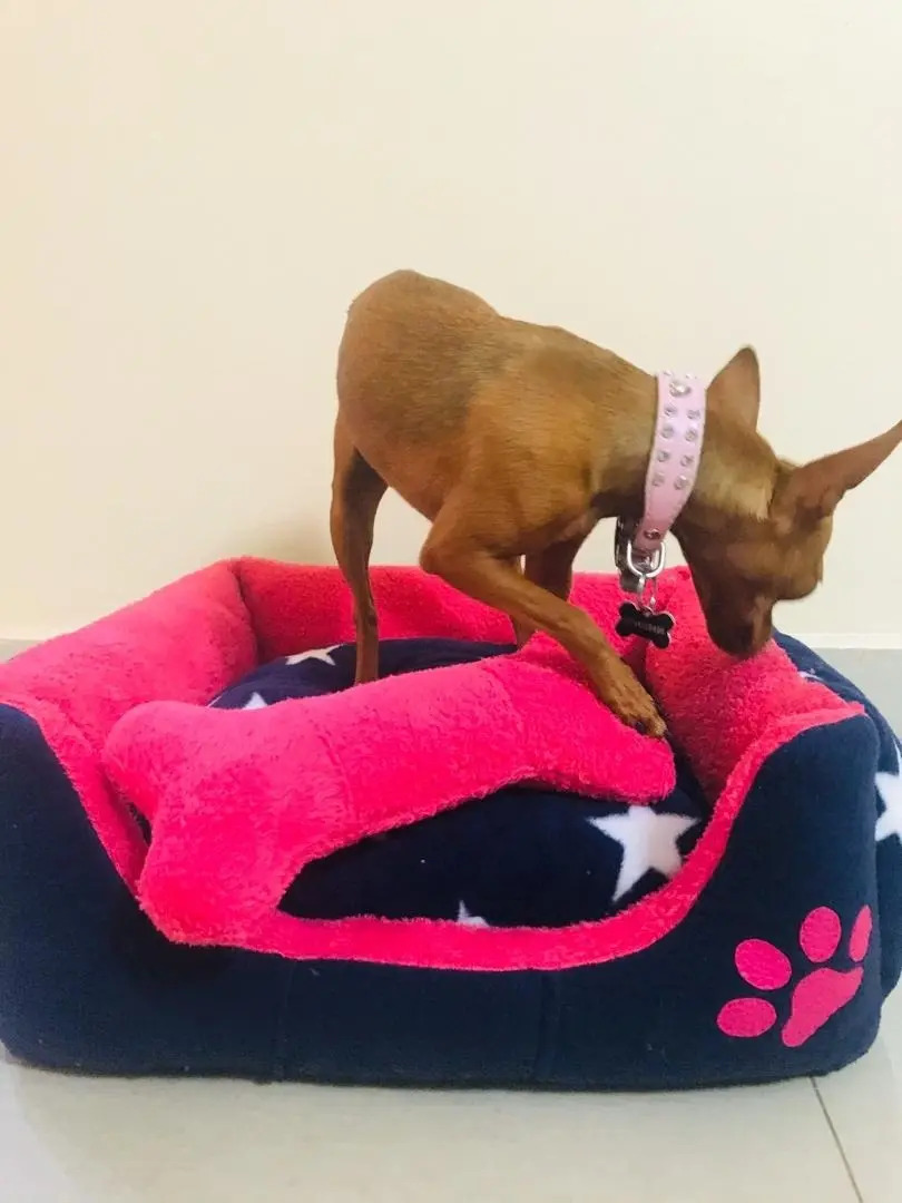 Cama Para Perros A La Medida MercadoLibre