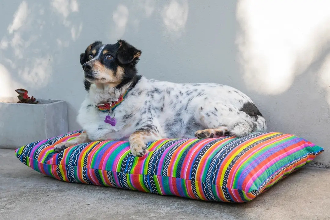 Cucha Cama Para Mascotas Perro Modelo Chicha 70x50 La Plata Mercado Libre