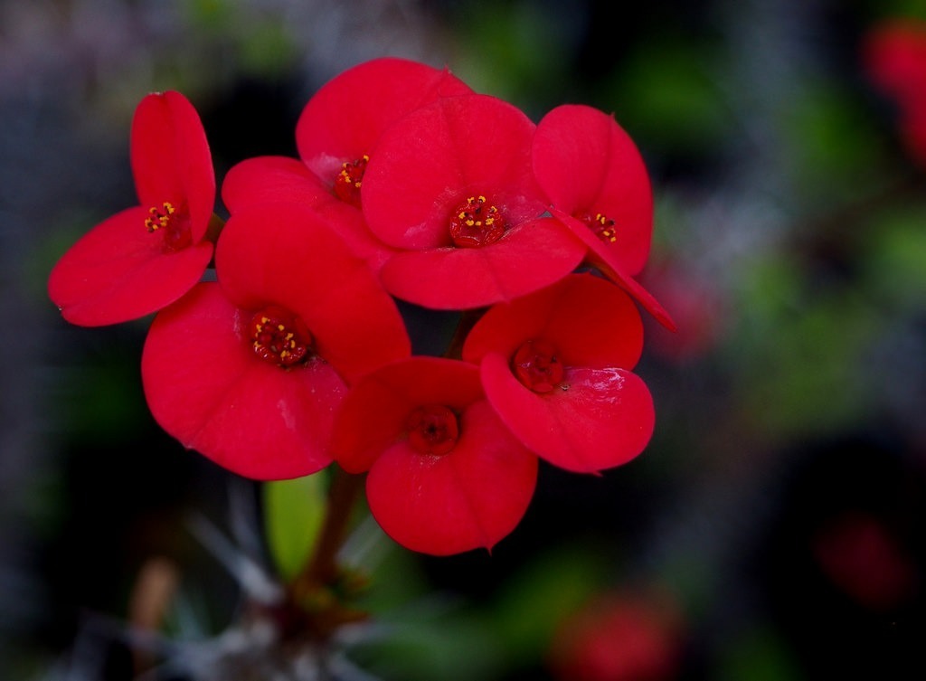 Esqueje Corona De Cristo Rojo Intenso Mg Mercado Libre