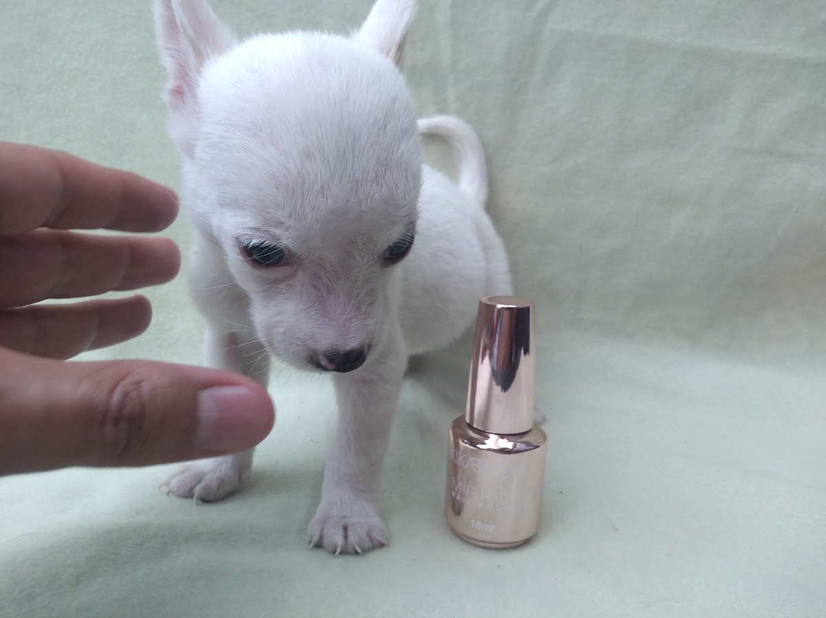 Perro Chihuahua De Bolsillo Originales Bleumoonproductions