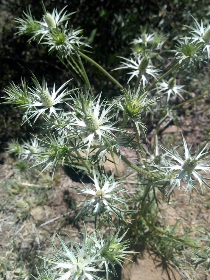 Hierva Del Sapo, Eryngium Heterophyllum, 50 Semillas, Sapc Meses sin