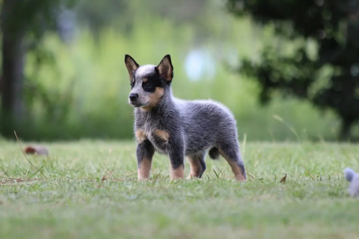 Filhote Fêmea Blue Heeler Com Pedigree E Teste De Audição