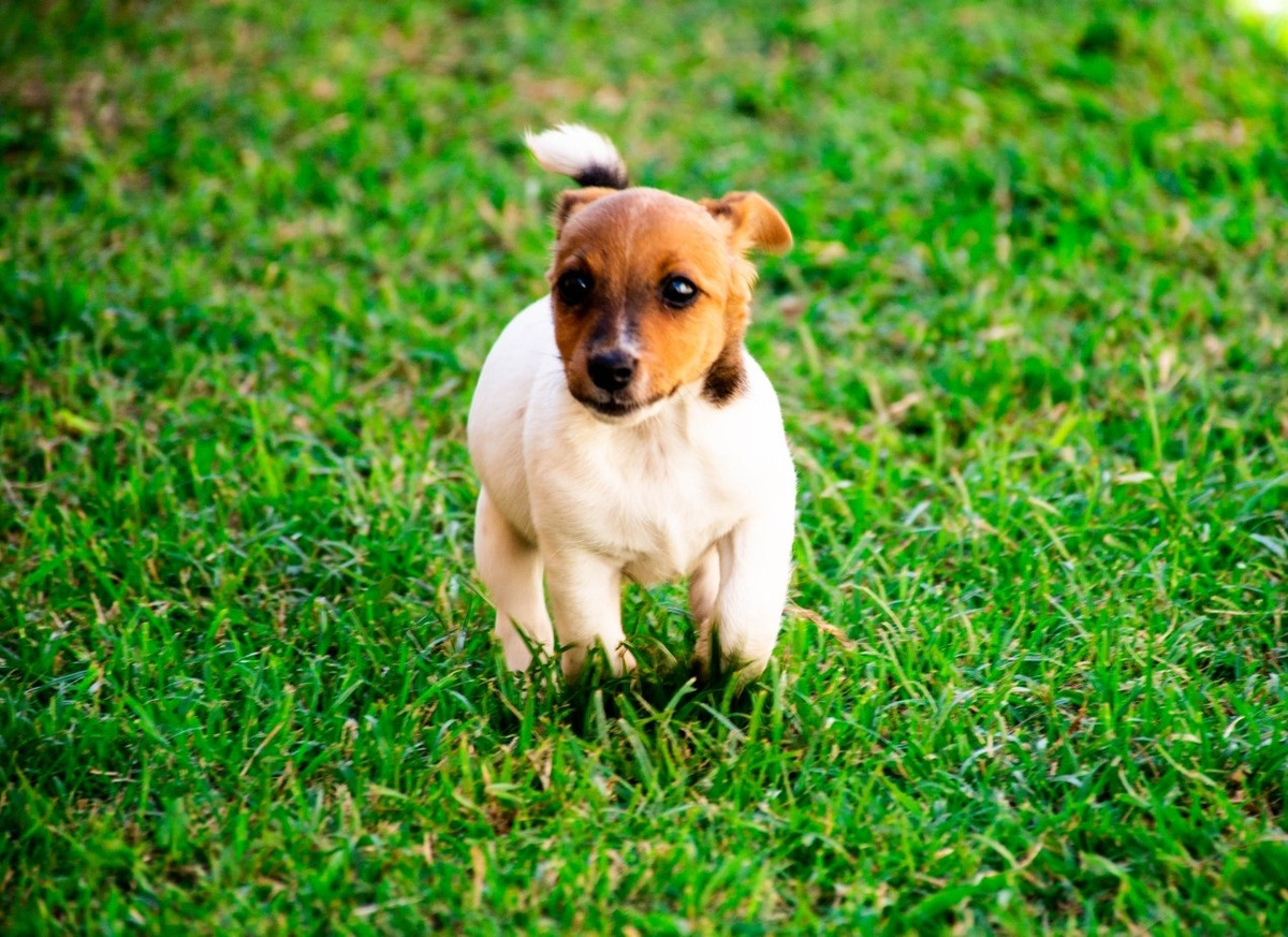 Cachorra Jack Russell Terrier Pelo Corto Mercado Libre