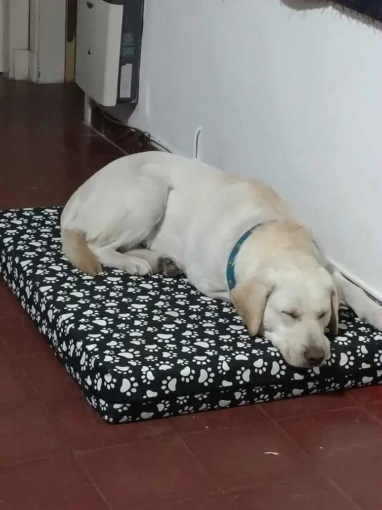 Colchón Cama Para Perros Grandes Alta Densidad 1,00x70x10 Envío gratis