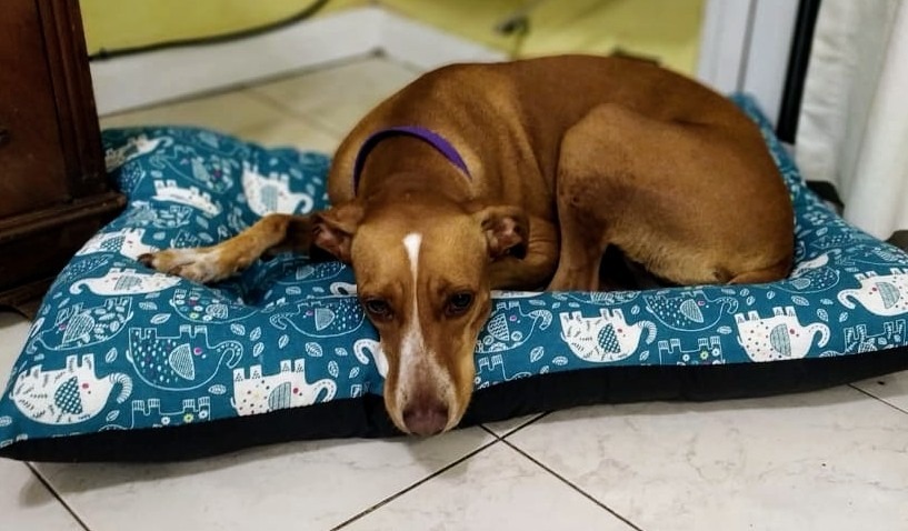 Camitas Para Perro Y Gatos Modo. Tapiz 80x75. Mercado Libre