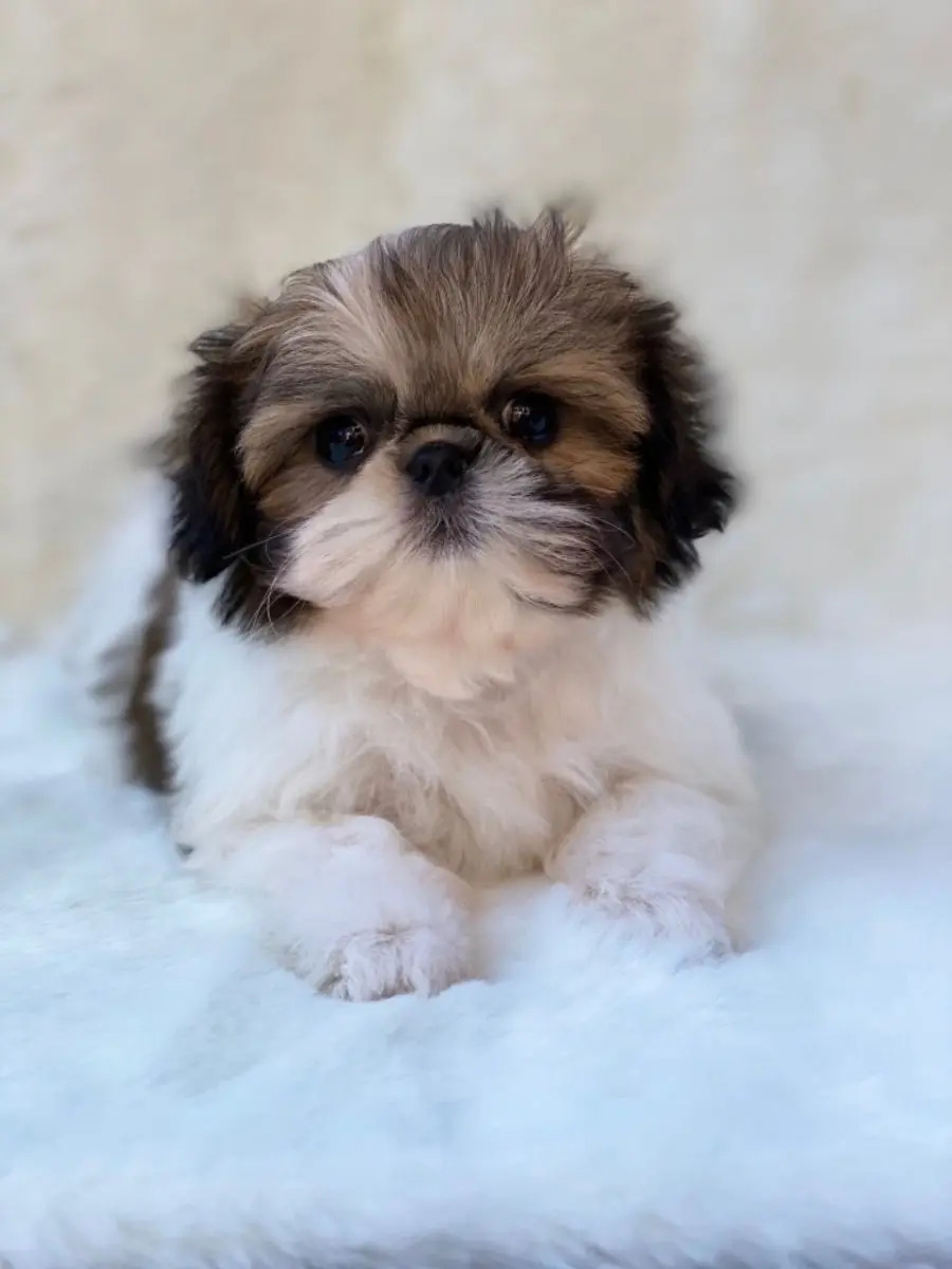 Cachorros Shih Tzu En Adopción Mercado Libre