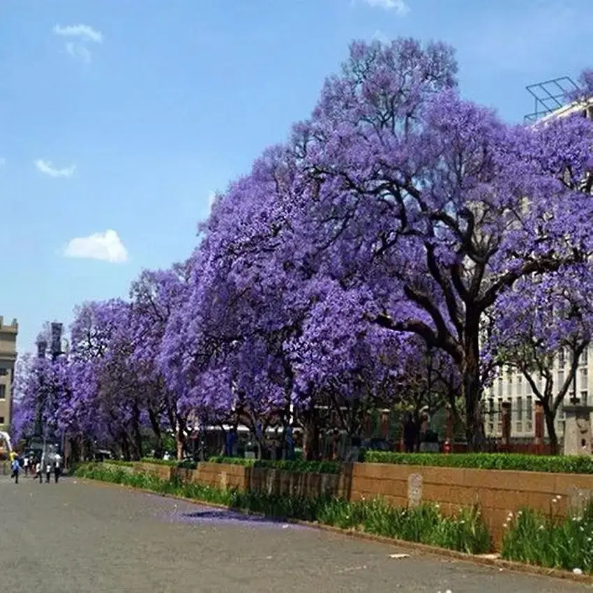 Paulownia Kiri Árbol Ornamental VIVEROMAHUIDA