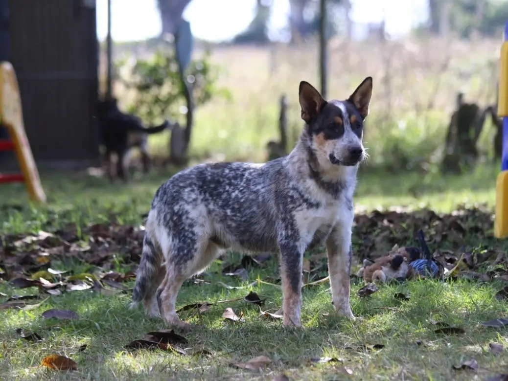 Filhote Macho Blue Heeler Com Pedigree E Teste De Audição