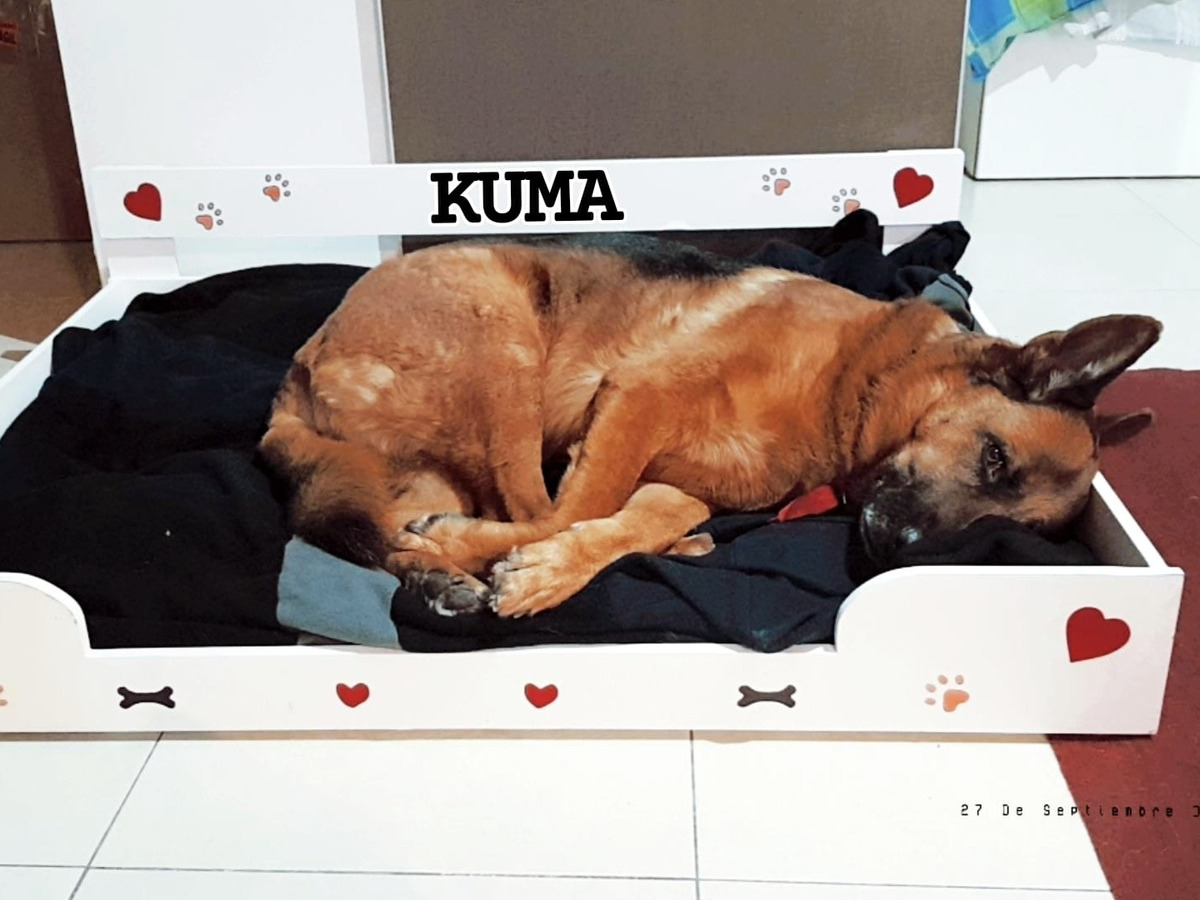 Camas Para Mascotas Personalizadas Con Colchon De Regalo Mercado Libre