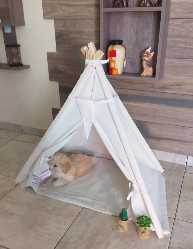 Carpa Tipi Para Mascotas, Incluye Banderines+almohada Regalo MercadoLibre