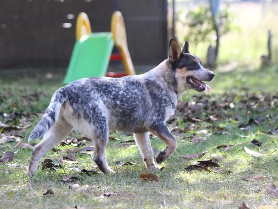 Filhote Macho Blue Heeler Com Pedigree E Teste De Audição