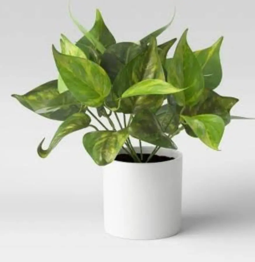 Planta Artificial Hoja De Telèfono Con Maceta MercadoLibre