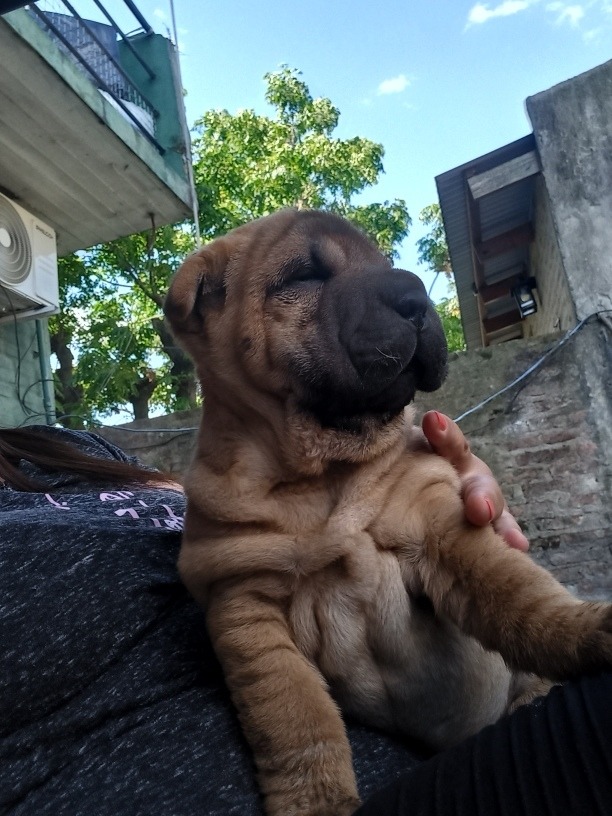 Hermosos Cachorros Shar Pei Leer Descripción. Mercado Libre