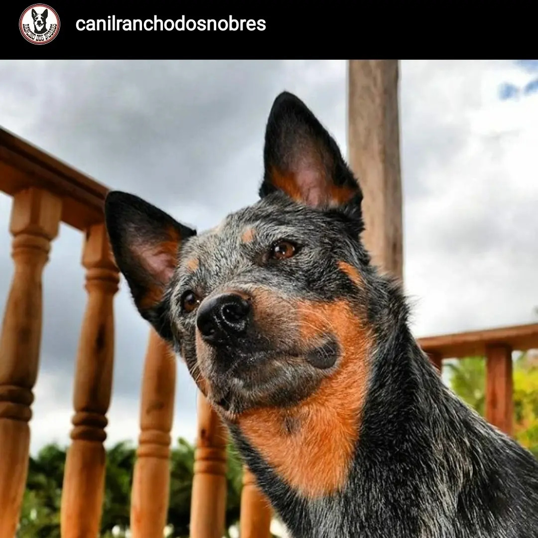 Filhote Blue Heeler Macho Pedigree, Canil Rancho Dos
