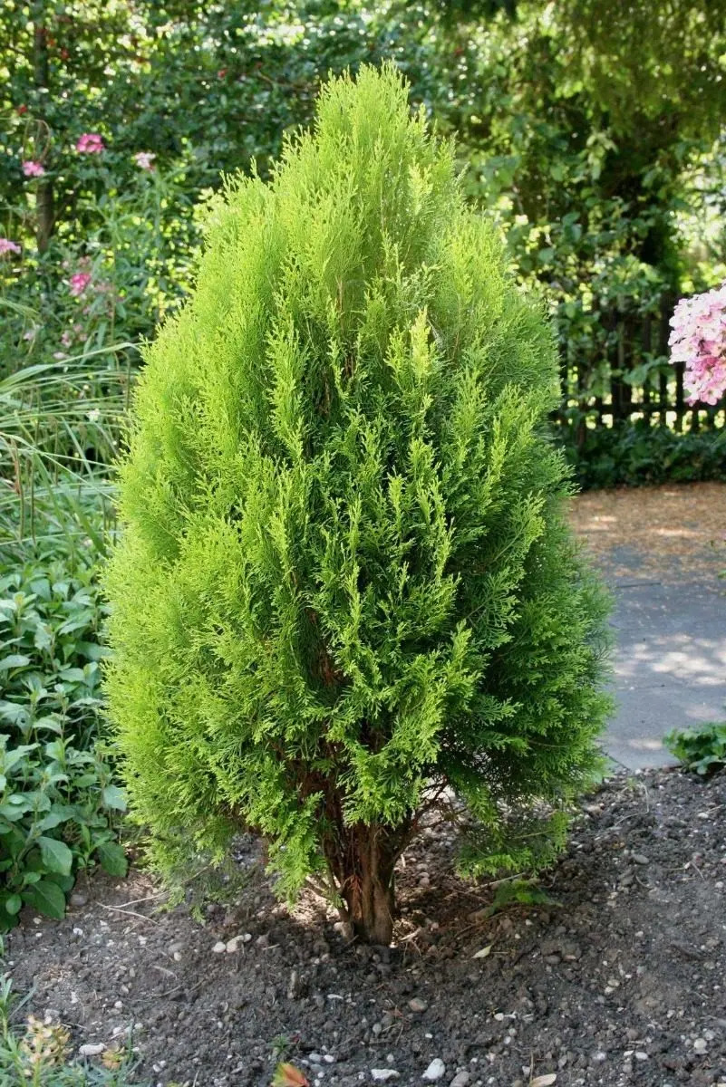 Pino Thuja Orientalis 100 A 150 Cm Frondosos Mercado Libre