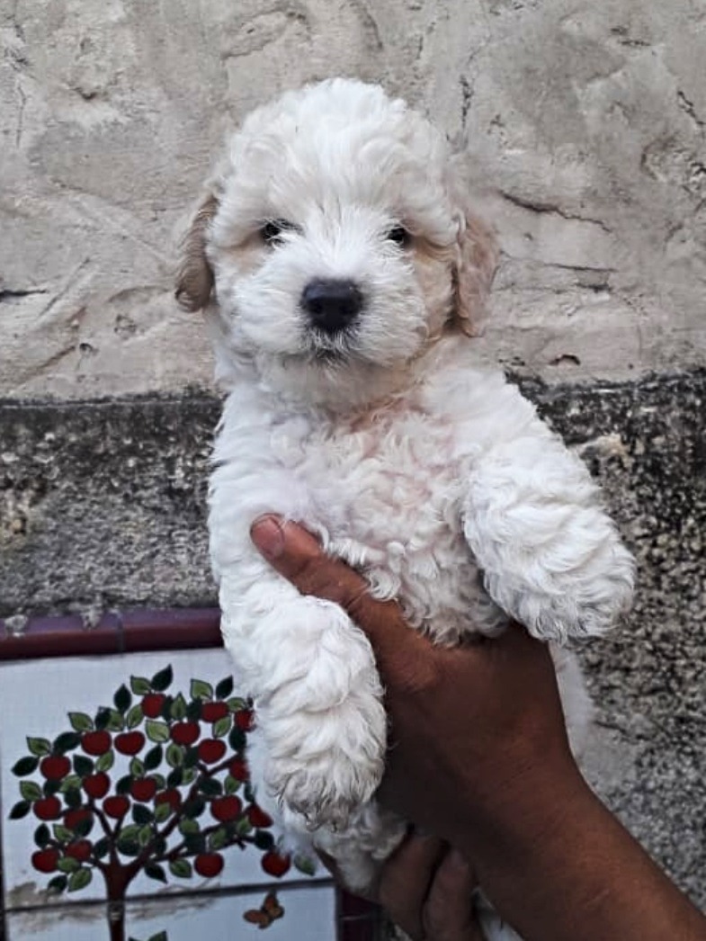 Cachorritos Caniche Mini Toy Mercado Libre