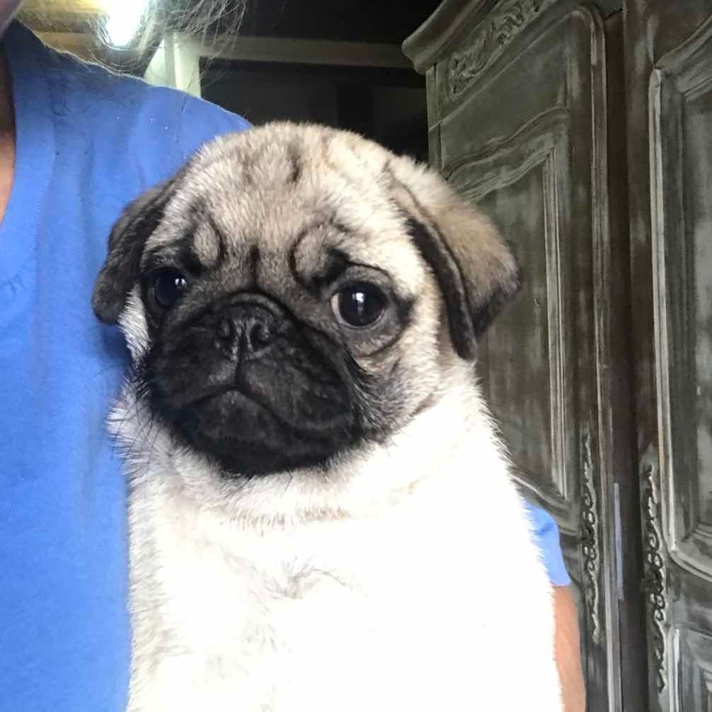 Cachorros Pug Carlino Stand By Me Argentina Fca Mercado Libre