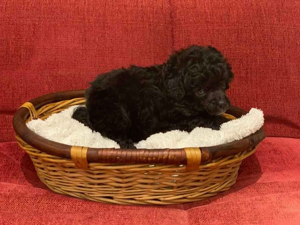 Poodle Toy Mercado Livre