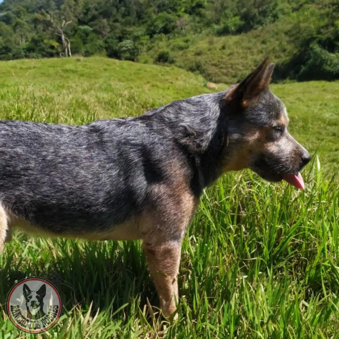Filhote Blue Heeler Macho Pedigree, Canil Rancho Dos