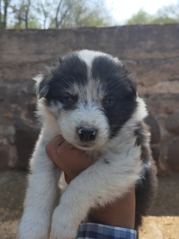 Macho Australian Shepherd U Ovejero Australiano Mirlo Mercado Libre