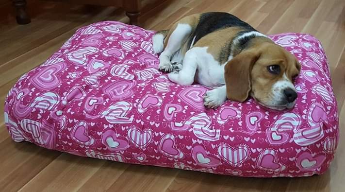 Colchon Cama Puff Para Perros Impermeable Lavable 110x70 X15 Mercado