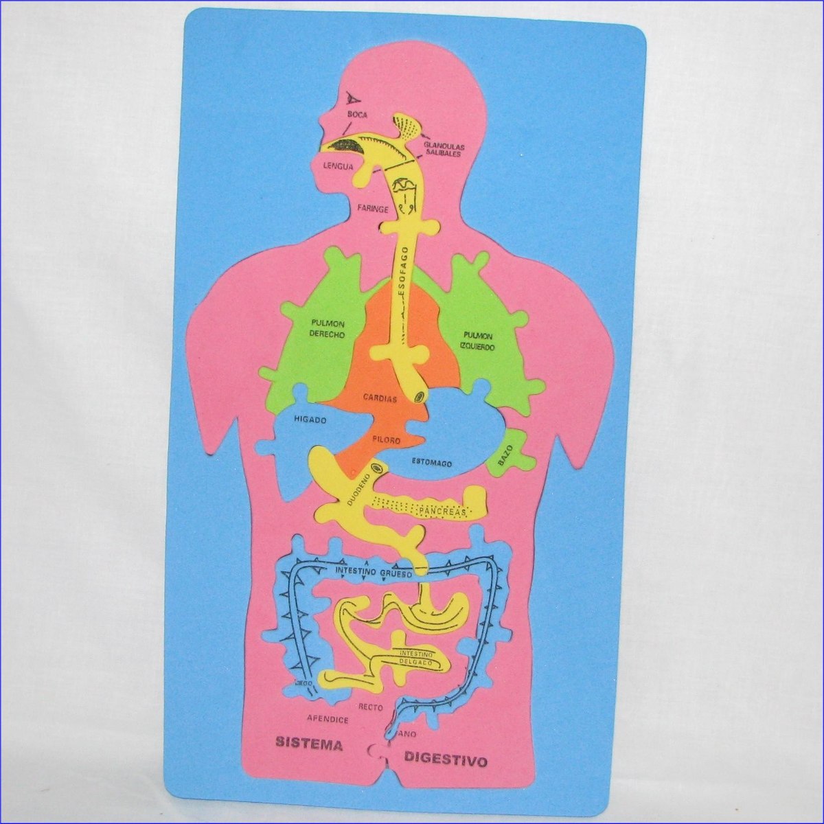 Set (2) Rompecabeza Educativo Sist. Digestivo Cuerpo Humano MercadoLibre