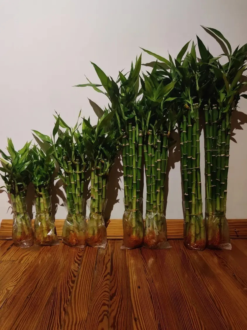 Lucky Bamboo Bambu De La Suerte Recto 40 Cm Solo Vara Oferta