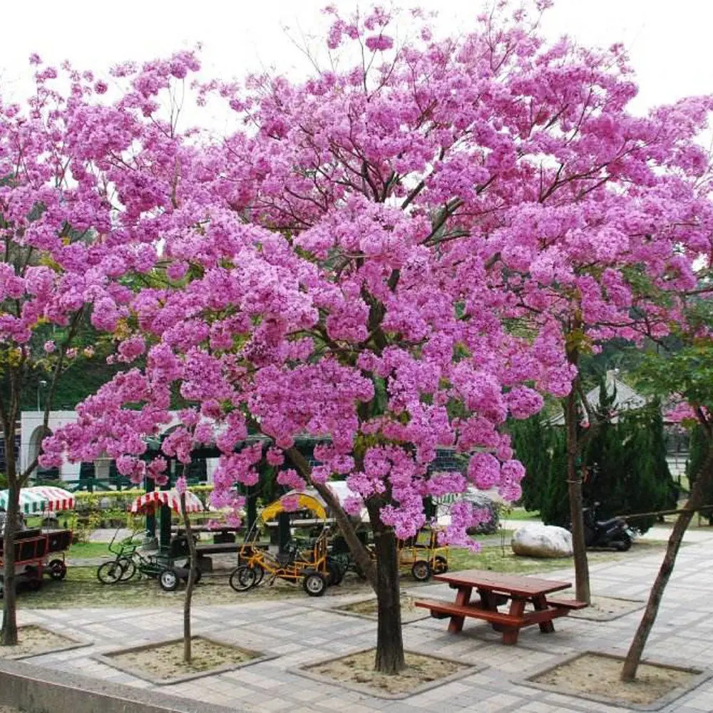 Planta Guayacan Rosado Mercado Libre