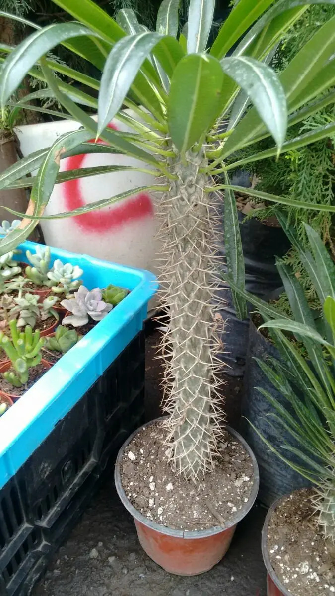 Palma De Madagascar , Sol , 60 Cm De Altura ( 2 Anos ) Mercado Libre