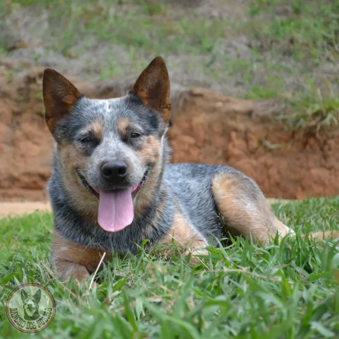 Filhote Blue Heeler Macho Pedigree, Canil Rancho Dos
