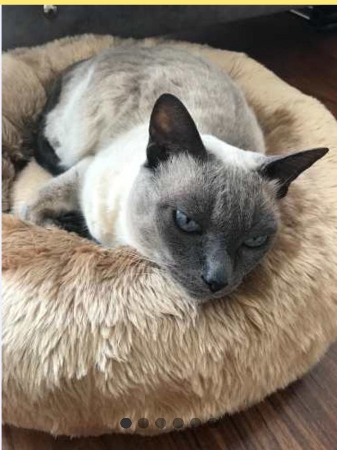 Cama Para Gato, Nido De Gato, Camita De Peluche Mercado Libre