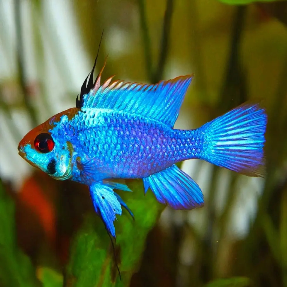 Ramirezi Eléctric Blue Mercado Libre