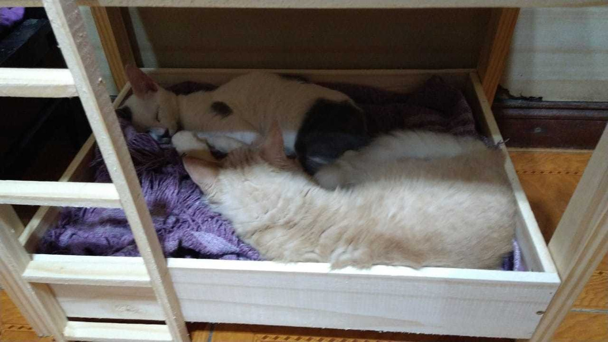 Cama Cucheta Perro Gato Doble Mercado Libre
