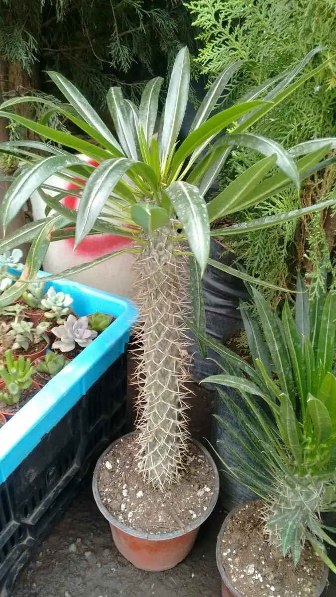 Palma De Madagascar , Sol , 60 Cm De Altura ( 2 Anos ) Mercado Libre