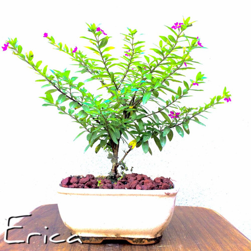 Bonsai Erica Espino Ombu Cypres Cooprosma Santa Rita N2p Mercado Libre