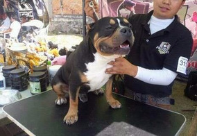 Mil Anuncios Com Anuncios De American Bully Tricolor