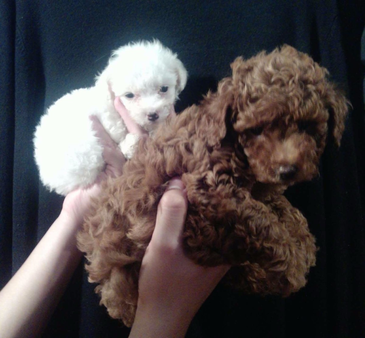 Lindo Cachorrito French Poodle Tacita Mini Champagne Mercado Libre