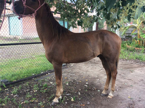 Caballo Cuarto De Milla Mercado Libre